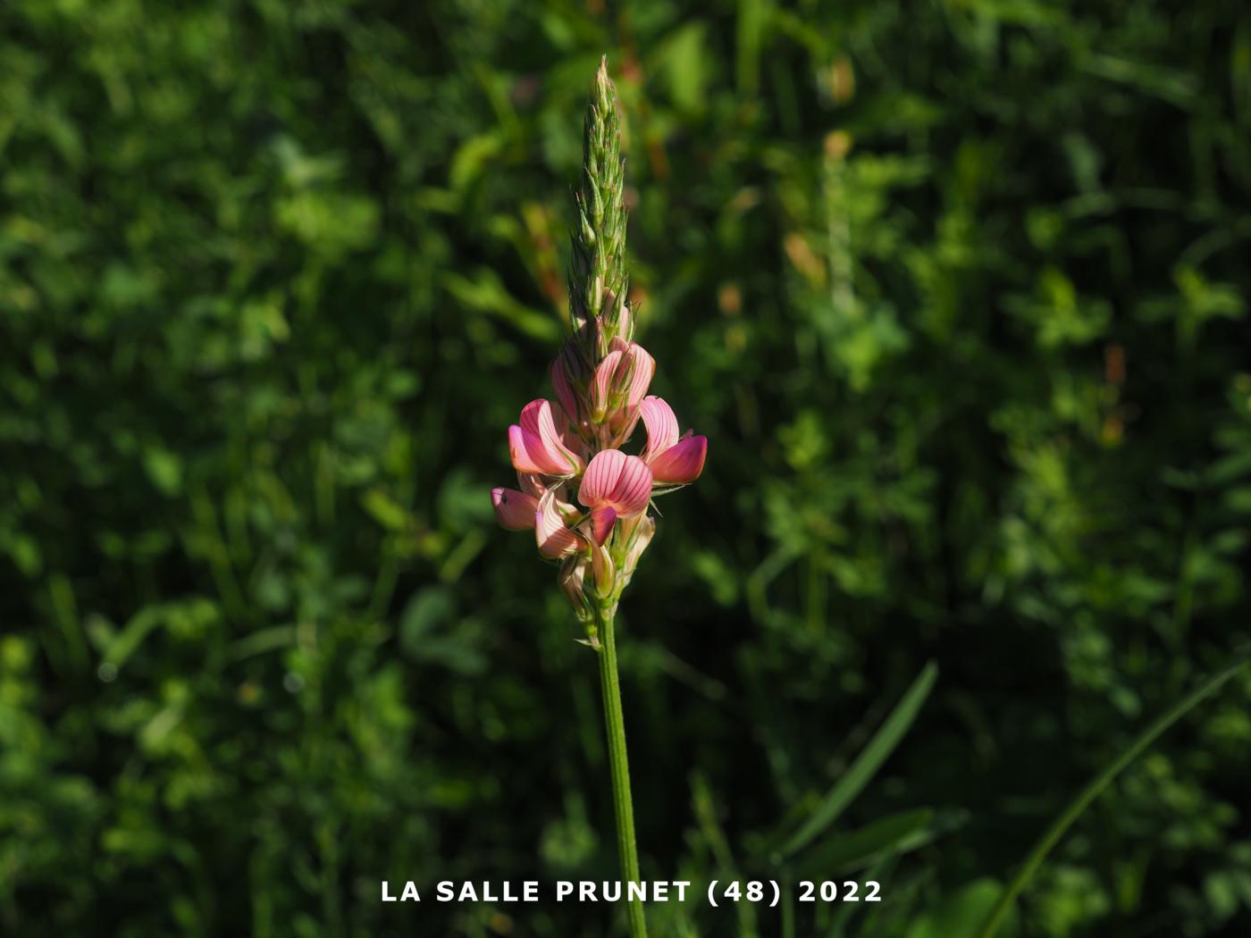 Sainfoin flower